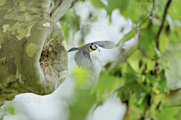 Blue tit (Parus caeruleus), with faeces in its beak on departure from the breeding den, Canton Zug,