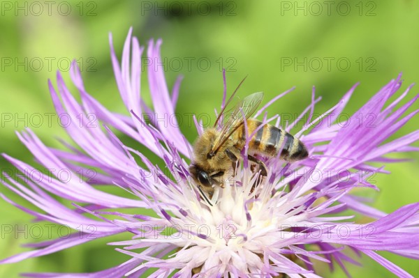 European honey bee (Apis mellifera), collecting nectar from a flower of the meadow knapweed or