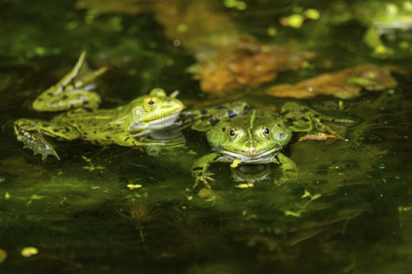 Edible frog (Pelophylax esculentus) in a little lake in the water, Bavaria, Germany, Europe