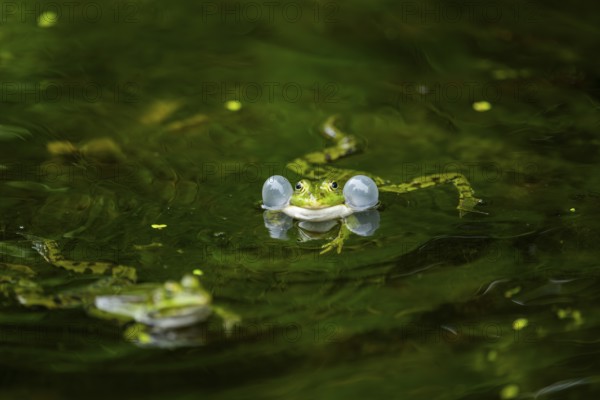 Edible frog (Pelophylax esculentus) in a little lake in the water, Bavaria, Germany, Europe