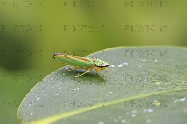 Rhododendron cicada (Graphocephala fennahi) sitting on a leaf of a rhododendron (Rhododendron),