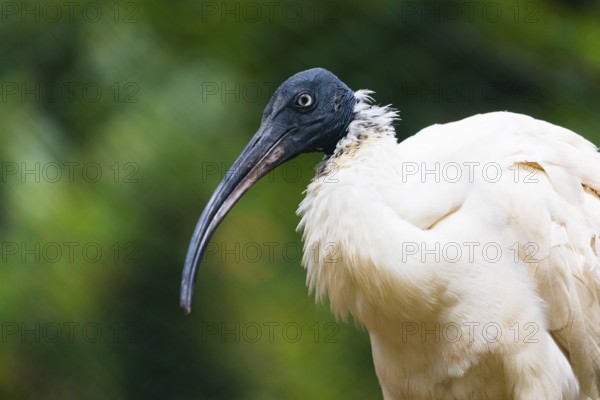 African Sacred Ibis (Threskiornis aethiopicus), portrait of adult bird, captive, Germany, Europe