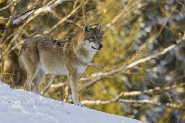An adult female grey wolf (Canis lupus lupus) stands on a sloping, snow-covered meadow at the edge