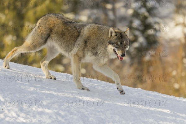 A young grey wolf (Canis lupus lupus) runs across the sloping, snow-covered meadow at the edge of a