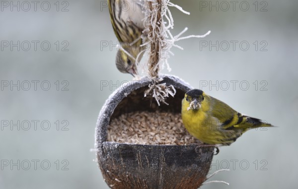 Siskin, (Spinus spinus) eats sunflower seeds from a coconut