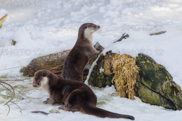 On a sunny day, two otters (Lutra lutra) stand in the snow in front of the roots of a dead tree.