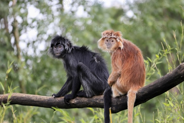 Javan lutung (Trachypithecus auratus), adult, sitting, two Javan lutung, social behaviour, on tree,