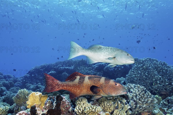 Two colour varieties of spotted rockfish (Plectropomus laevis), Tuamotu Archipelago, French