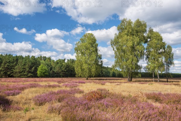 Typical heath landscape under a blue sky with cumulus clouds in summer, flowering heather and birch