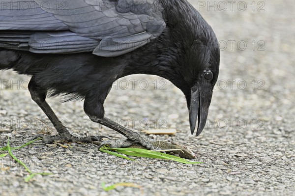 Raven (Corvus corone), with captured sand lizard (Lacerta agilis) in its beak, Switzerland, Europe