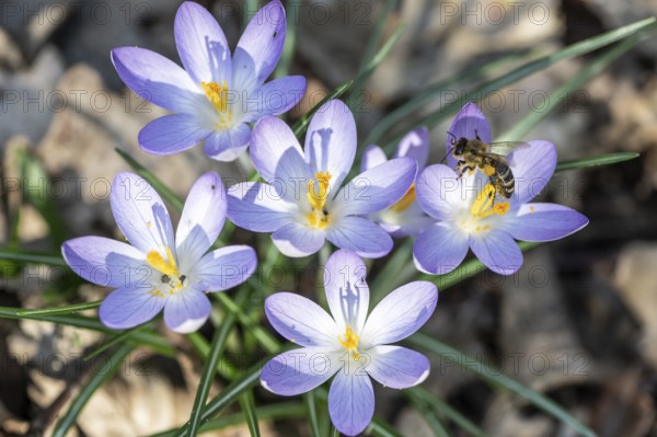 Elfin crocus (Crocus tommasinianus) with honey bee (Apis mellifera), Emsland, Lower Saxony,