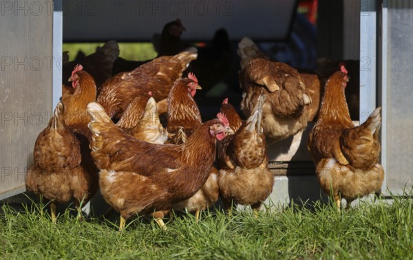 Wesel, North Rhine-Westphalia, Germany, Free-range organic chickens in a meadow in front of a