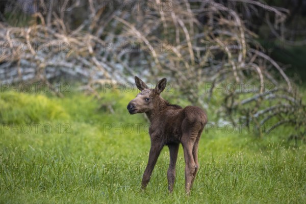 One baby moose or elk, Alces alces, (8 days old, born May 8, 2020) standing on a meadow with fresh