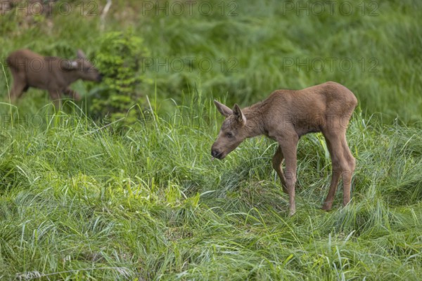 Two baby moose or elk, Alces alces, (19 days old, born May 8, 2020) walking through tall fresh