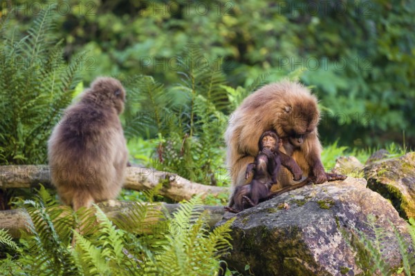 One female Gelada (Theropithecus gelada), or bleeding-heart monkey sits on a rock grooming her baby