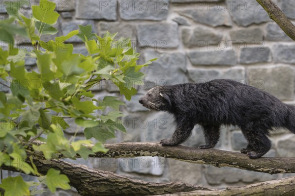 One binturong (Arctictis binturong), or bearcat balancing over branches framed by green leafs