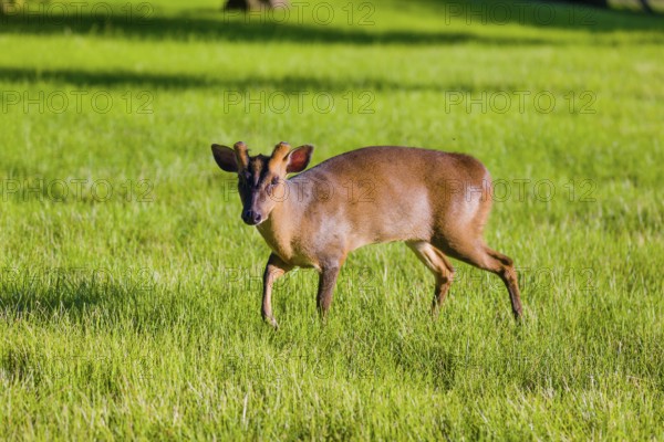 One male Reeves's muntjac (Muntiacus reevesi) on a green meadow