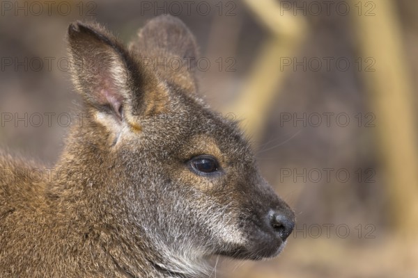 Red-necked wallaby or Bennett's wallaby (Macropus rufogriseus), portrait, with forest in the