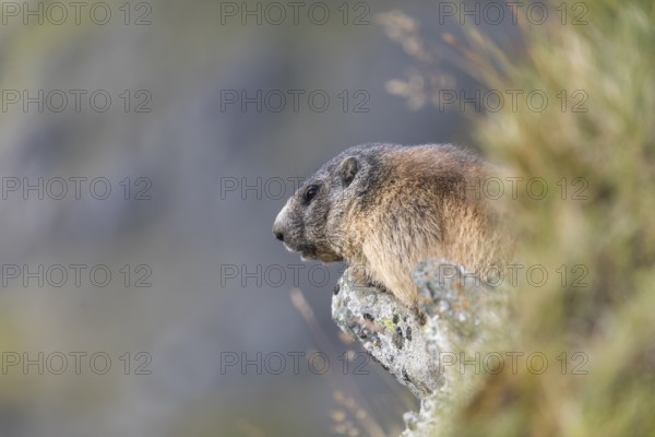 One Alpine Marmot, Marmota marmota, standing in tall grass on a cliff watching for enemies. Distant