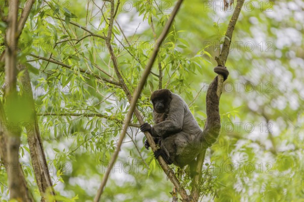 A common woolly monkey, brown woolly monkey, or Humboldt's woolly monkey (Lagothrix lagothricha)