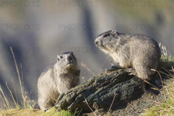 Two young Alpine Marmot, Marmota marmota, standing on a rock in early morning light. Side view.