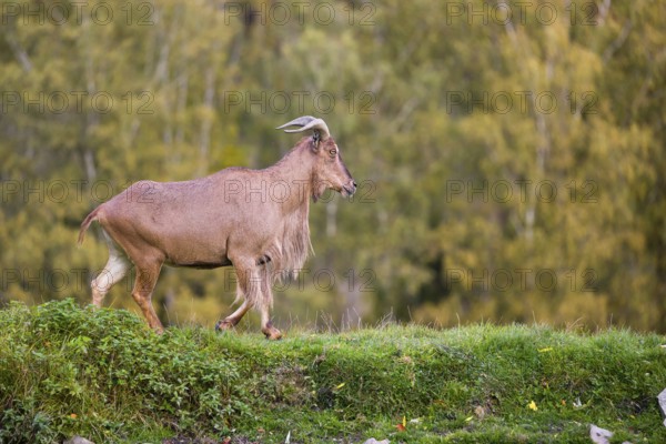 One Barbary sheep (Ammotragus lervia) stands on green hilly ground. A forest is in the background