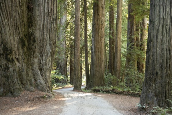 Crescent City, California - Redwood trees (Sequoia sempervirens), the tallest trees in the world,