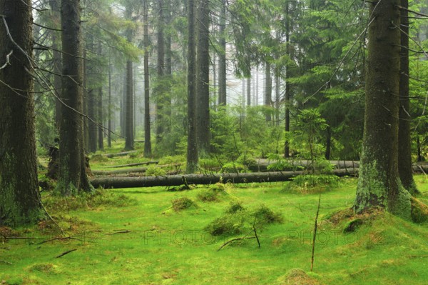 Untouched wilderness in the High Harz, spruce forest from bark beetle infestation, drought and