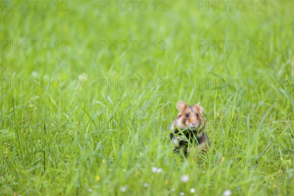 A European hamster (Cricetus cricetus), Eurasian hamster, black-bellied hamster or common hamster,