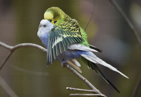 Budgerigars, (Melopsittacus undulatus) courtship display