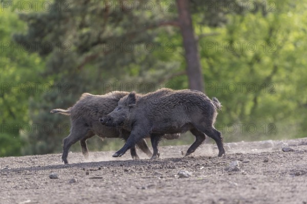 Two young wild boar or wild pig (Sus scrofa), play fighting on an opening, with a green forest in