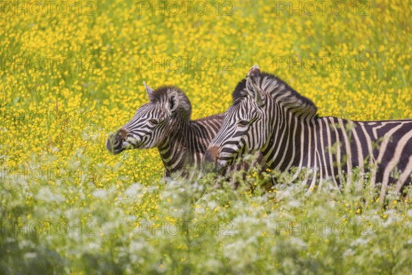 Chapman's zebra (Equus quagga chapmani) grazing on a yellow flowering meadow