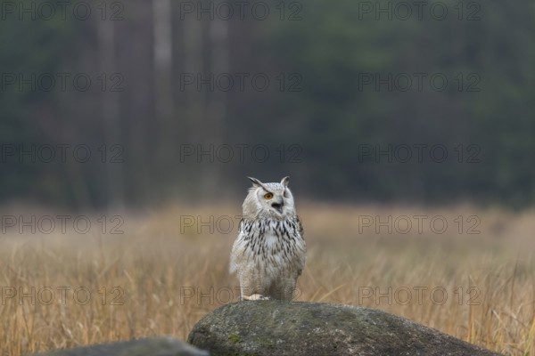 One Siberian Eagle Owl (Bubo bubo sibiricus) sitting on a rock between tall reed grass lakeshore on