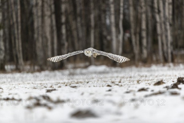 One snowy owl, Bubo scandiacus, Bubo scandiaca, Nyctea scandiaca flying over a snowy meadow with a