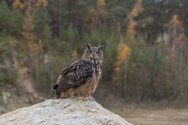One Eurasian Eagle Owl, Bubo bubo, sitting on a grey rock of a stone quarry, a forest in fall