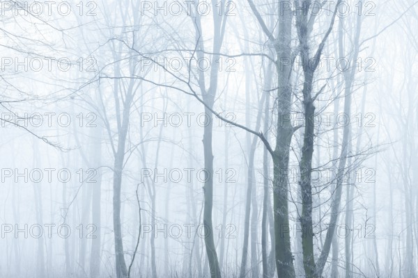Deciduous forest in fog and frost, Freyburg (Unstrut), Saxony-Anhalt, Germany, Europe