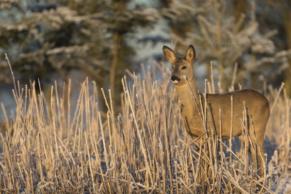 Roe deer standing in hoar frosted dead stinging nettle at minus 15 °C at sunrise. Trees and dead