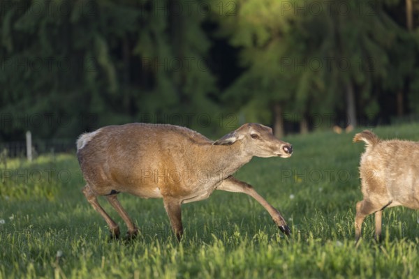 One female Altai maral, Altai wapiti or Altai elk (Cervus canadensis sibiricus) is aggressively