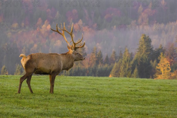 An Altai maral stag, Altai wapiti or Altai elk (Cervus canadensis sibiricus) stands on a meadow in