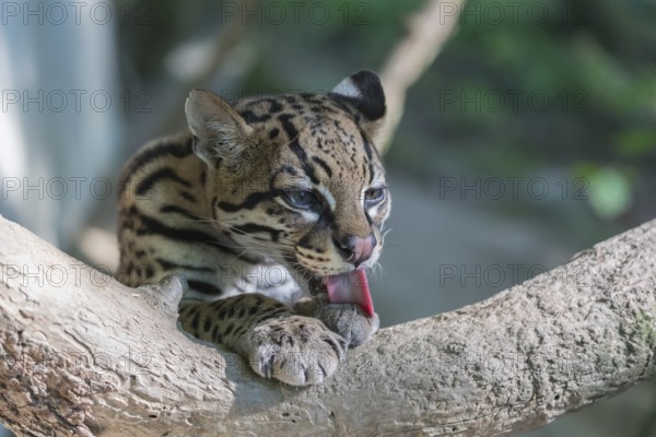 One Ozelot, Leopardus pardalis, licking front legs for cleaning, with green vegetation in the