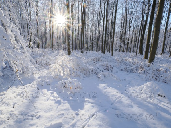 Beech woodland (Fagus sylvatica), trees and undergrowth covered in hoarfrost and snow in winter,