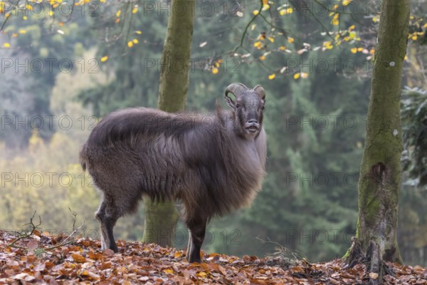 One male Himalayan Tahr (Hemitragus jemlahicus) standing in a forest. Green and yellow forest in