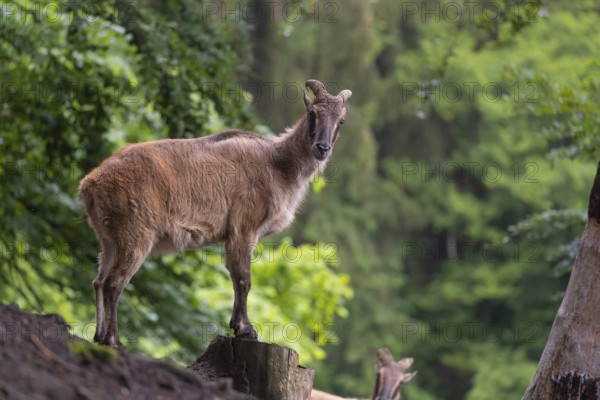 A female Himalayan tahr (Hemitragus jemlahicus) stands on a rock. A dense forest is in the