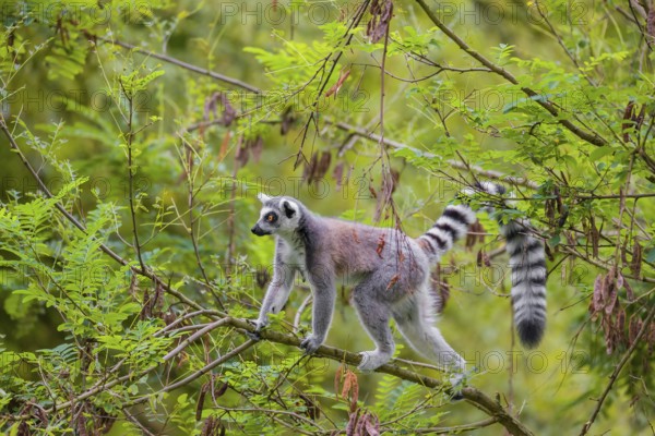 A ring-tailed lemur (Lemur catta) stands high up on a branch of tree with fresh green leafs