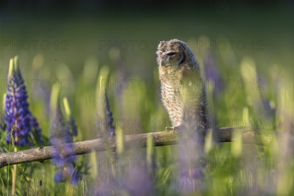 One young Ural owl (Strix uralensis) sitting on a branch lying in a field of flowering lupines in
