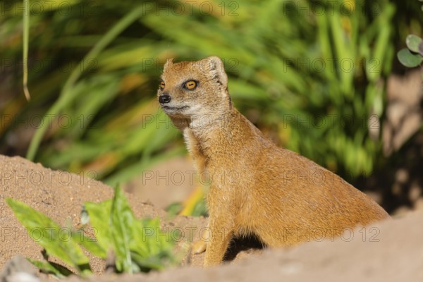 One yellow mongoose, Cynictis penicillata, or red meerkat sitting on sandy terrain