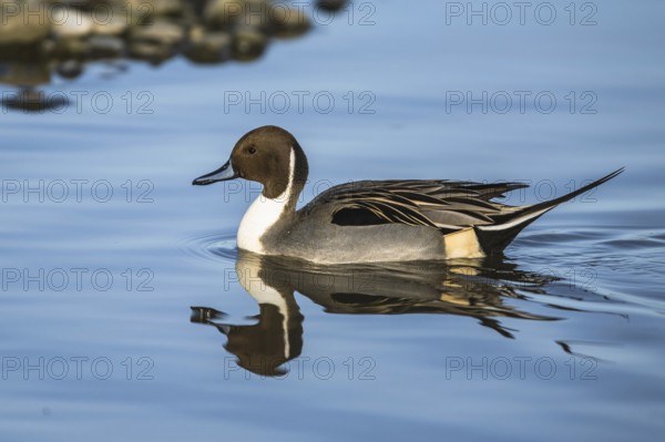 Northern Pintail, Anas acuta, male on winter marshes
