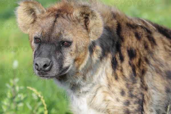 Portrait of a Spotted Hyena (Crocuta crocuta), or Laughing Hyena in beautiful light
