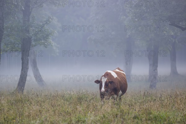 A Holstein Friesian cow stands grazing on a meadow with trees on a foggy day. Eng Valley, Austria,