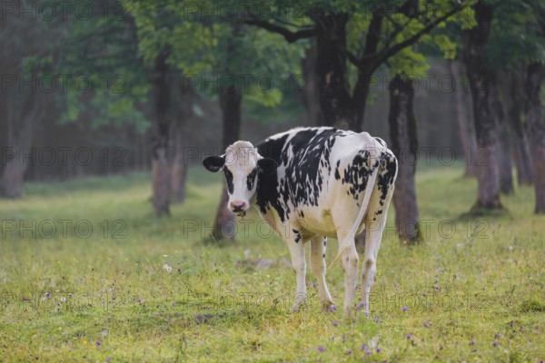 A Holstein Friesian cattle grazing on the alpine pasture with maple trees, Eng valley, Austria,